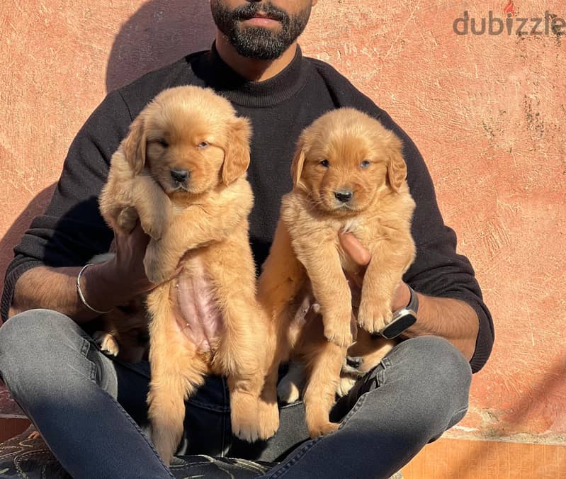 top quality of golden retriever puppies جراوي جولدن 1