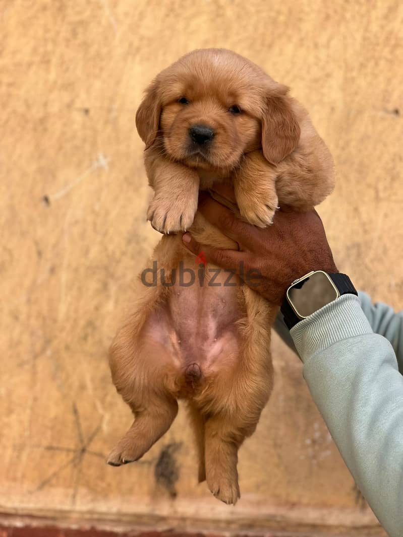 top quality of golden retriever puppies جراوي جولدن 2