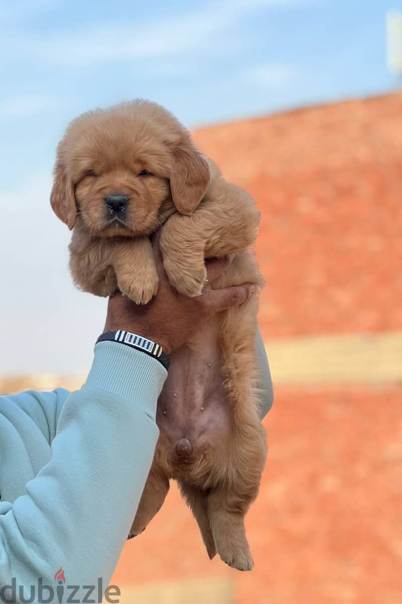 top quality of golden retriever puppies جراوي جولدن 4