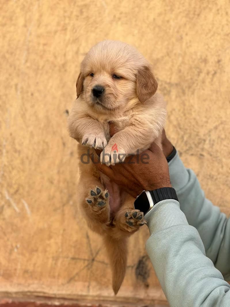 top quality of golden retriever puppies جراوي جولدن 5