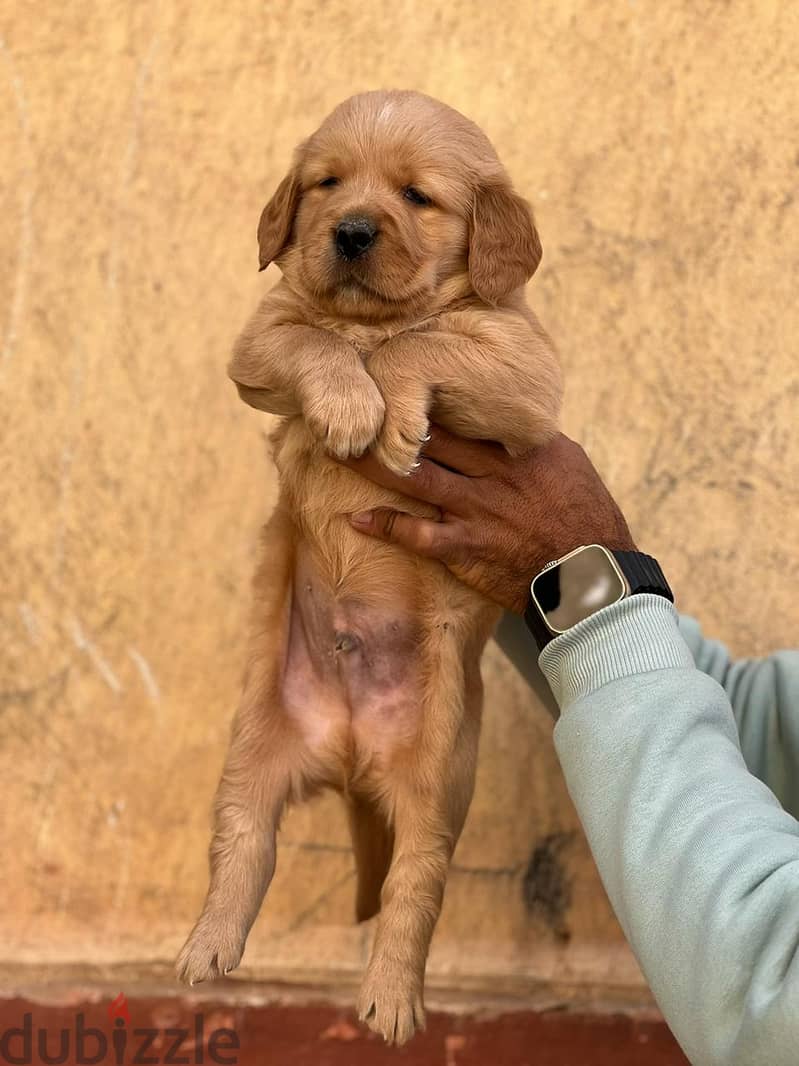 top quality of golden retriever puppies جراوي جولدن 6