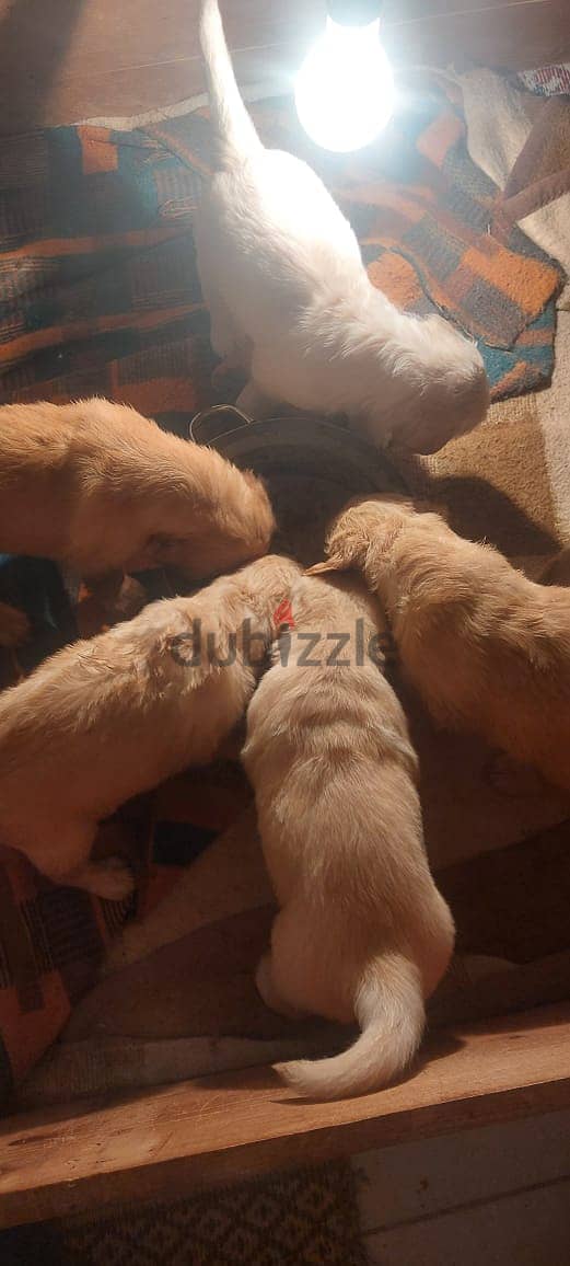 top quality of golden retriever puppies جراوي جولدن 7