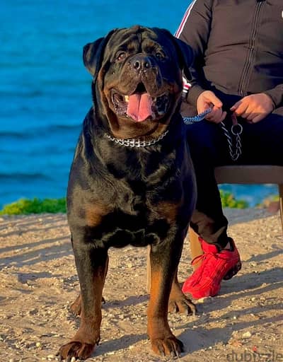 Simba For mating Rottweiler روت وايلر للتزاوج بمقابل مادي