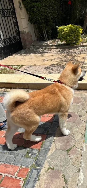 Japanese akita top quality اكيتا يابانى