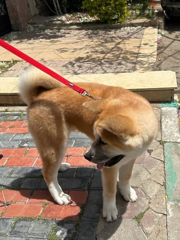 Japanese akita top quality اكيتا يابانى 1