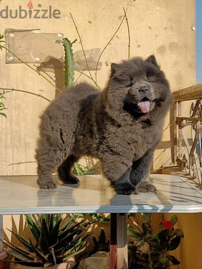 chow chow blue male ولد تشاو تشاو 50 يوم