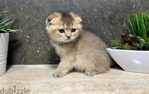 Scottish Fold Shorthair Gold ny25