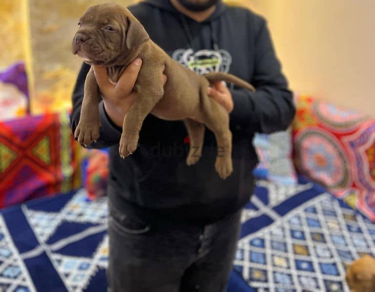 american bully xl 1