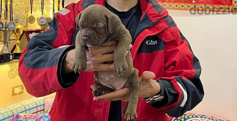 american bully xl 8