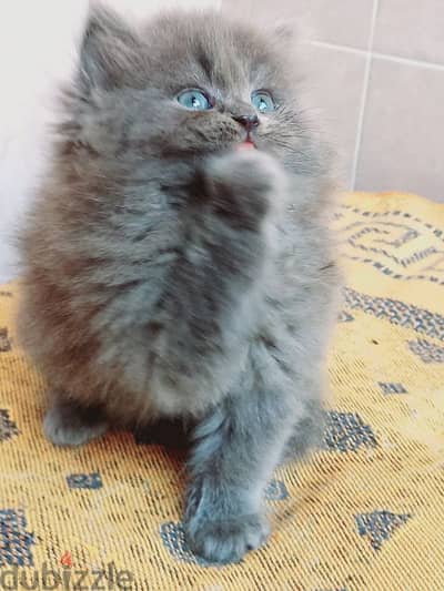 British blue kittens 45 days