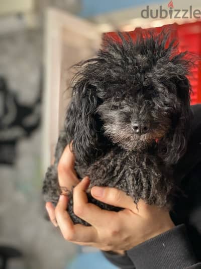 toy poodle