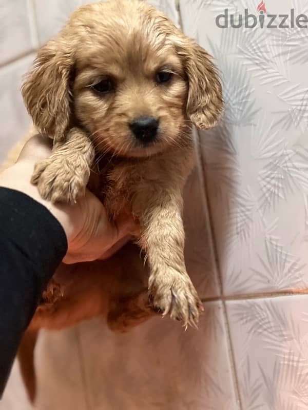 golden retriever puppy 2