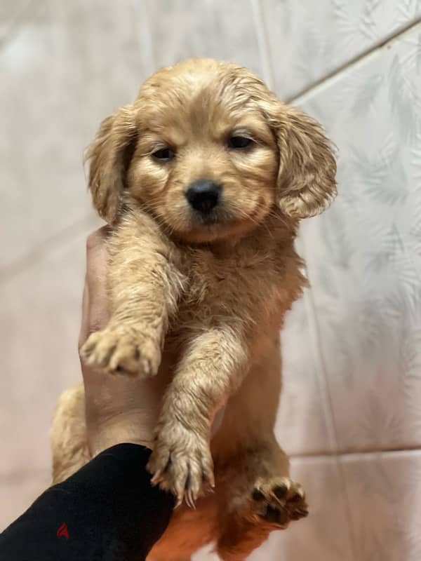 golden retriever puppy 0