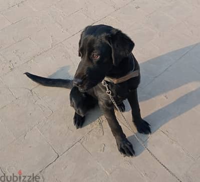 Labrador Retriever(لابرادور ريتريفر) بيور 100%