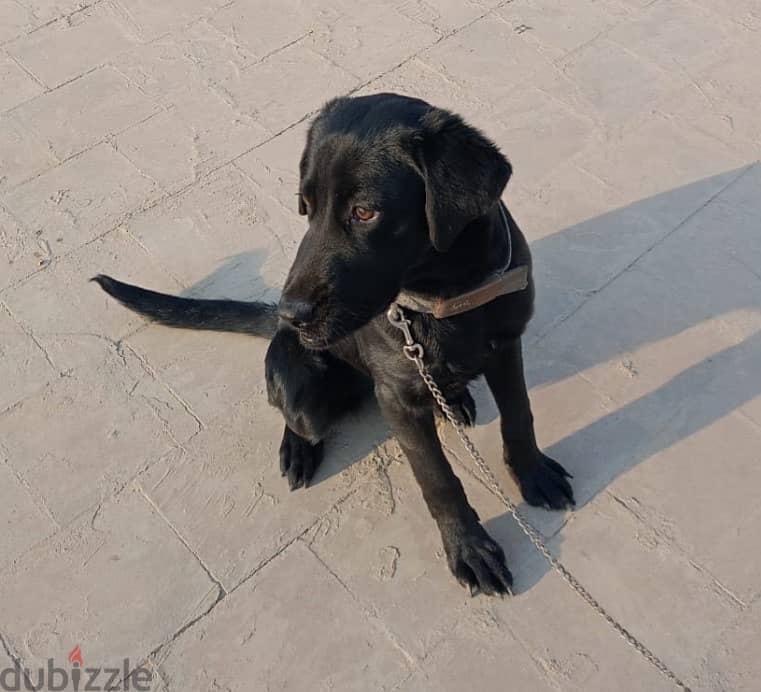 Labrador Retriever(لابرادور ريتريفر) بيور 100% 0