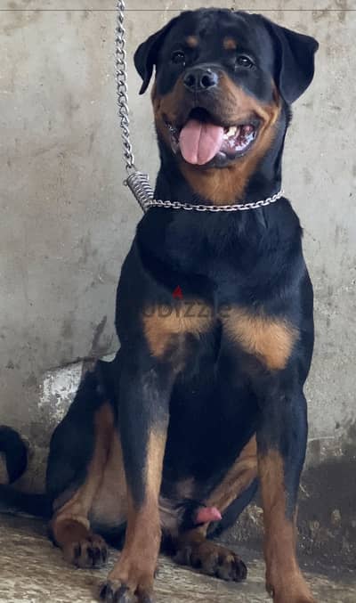 جرو روت /Rottweiler