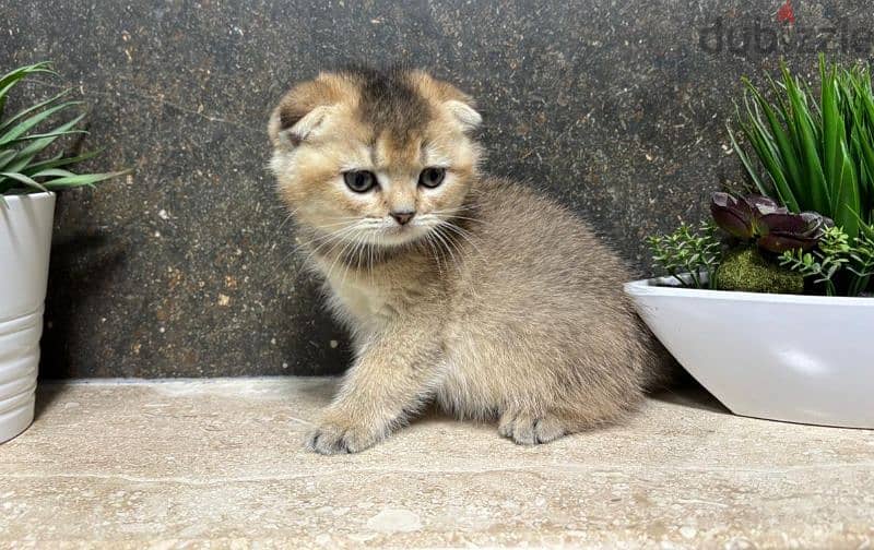 Scottish Fold Gold ny25 0