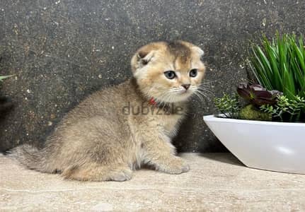 Scottish Fold Shorthair Gold ny25