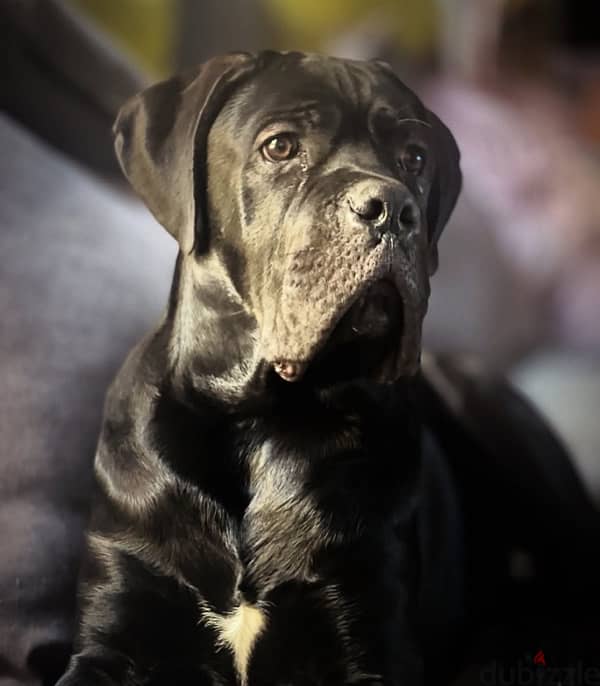 male cane corso 0