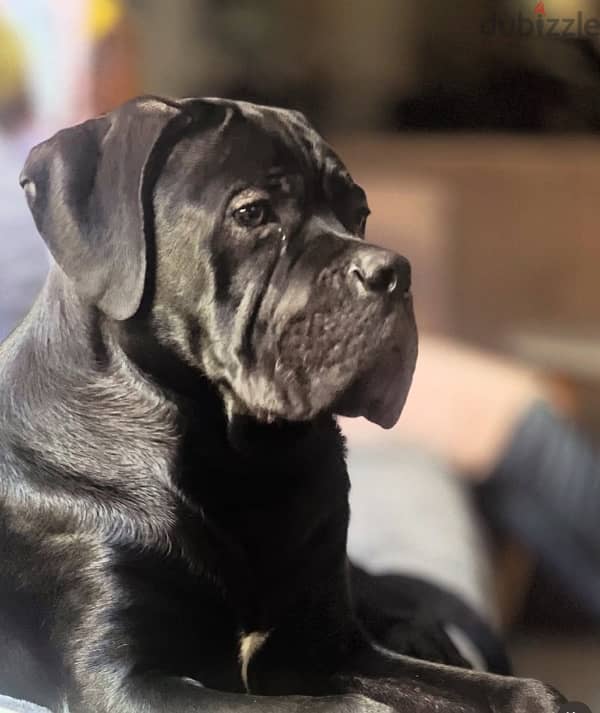 male cane corso 1