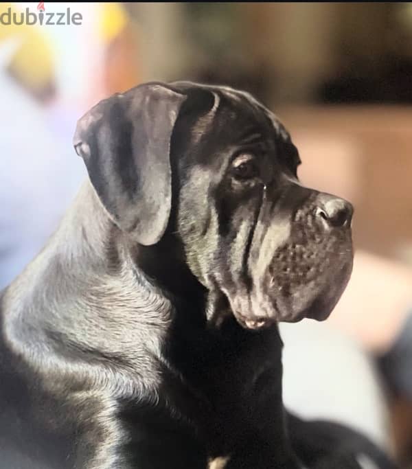 male cane corso 2