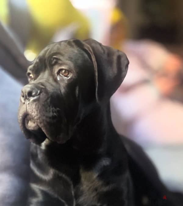 male cane corso 3