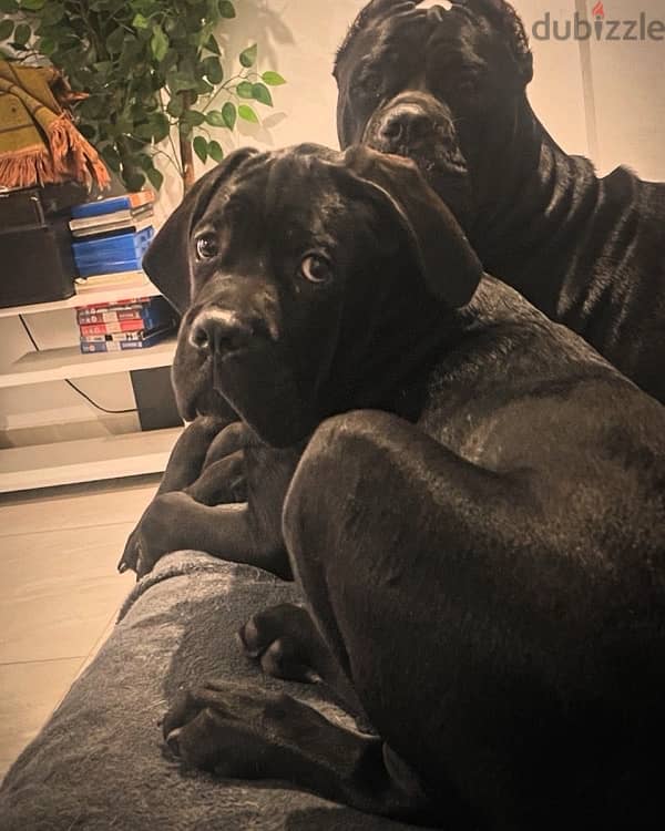 male cane corso 4