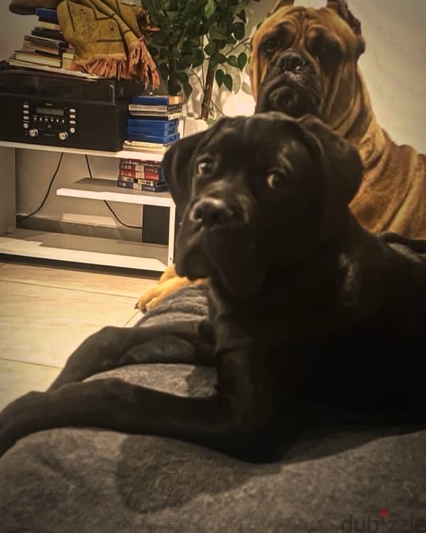 male cane corso 5