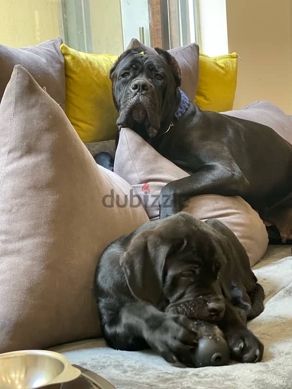 male cane corso 6