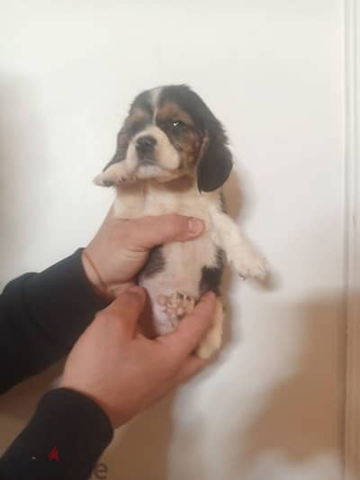 puppy beagle