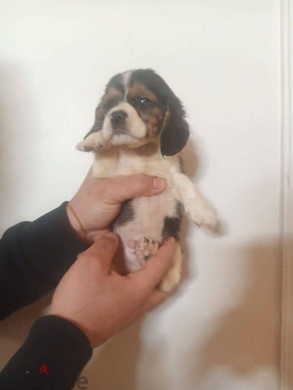 puppy beagle 0