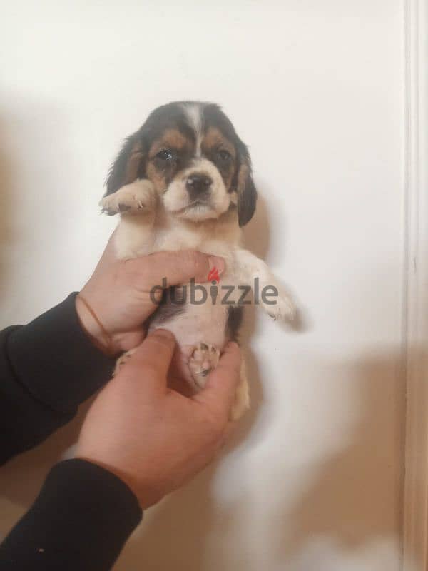 puppy beagle 1