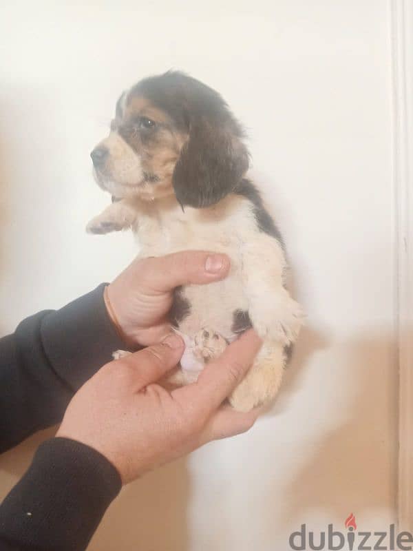 puppy beagle 2