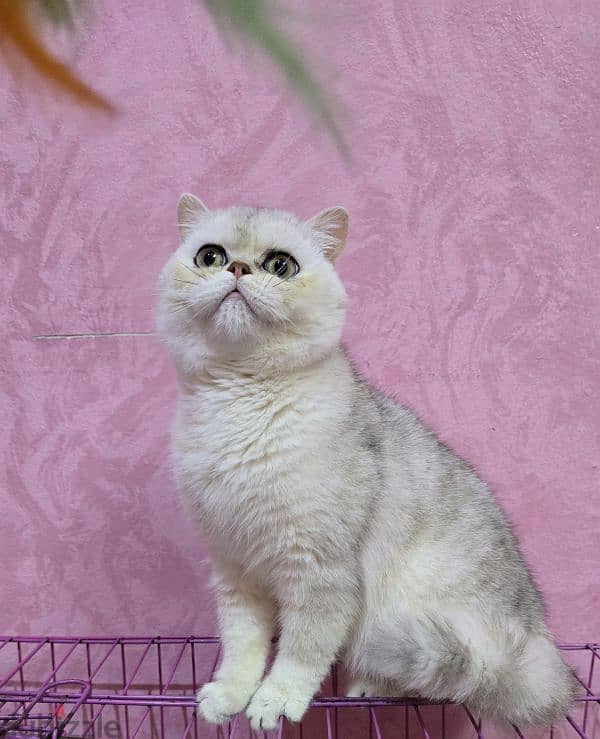 Scottish Straight / british shorthair 0