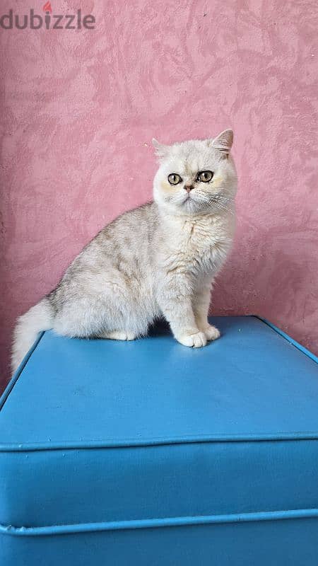 Scottish Straight / british shorthair 1