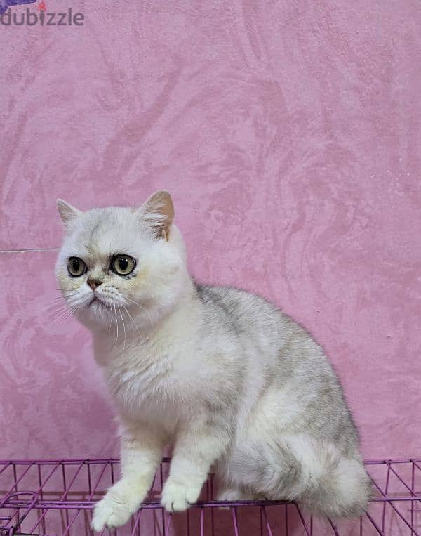 Scottish Straight / british shorthair 2