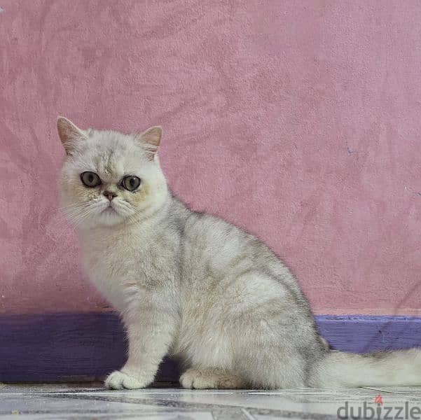 Scottish Straight / british shorthair 3