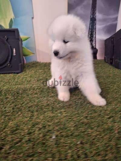 سامويدsamoyed puppies