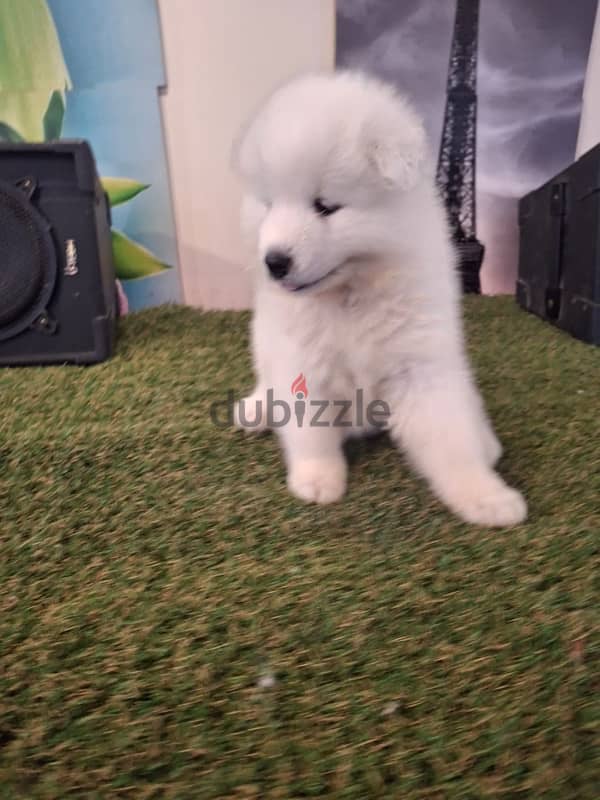 سامويدsamoyed puppies 0