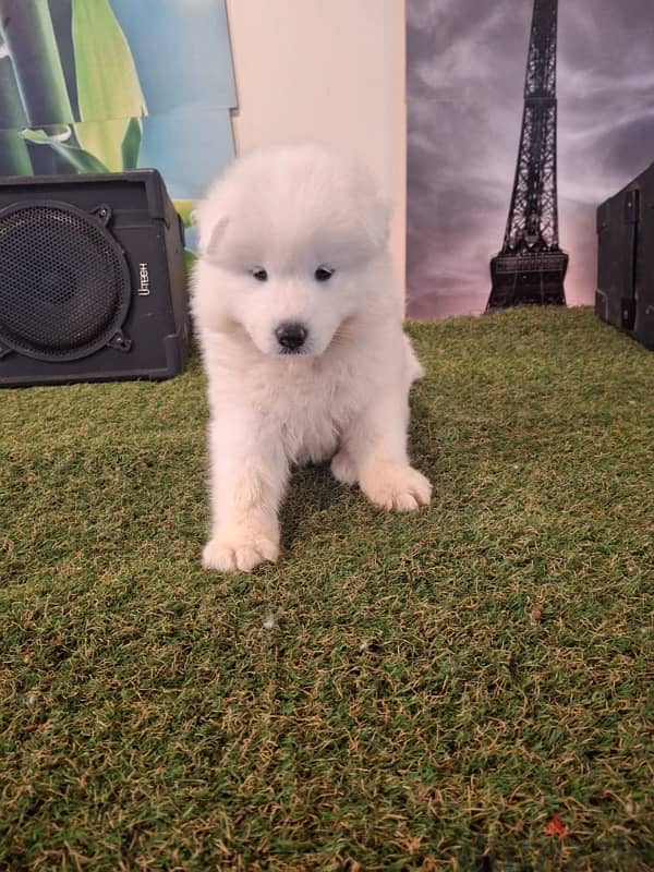 سامويدsamoyed puppies 1