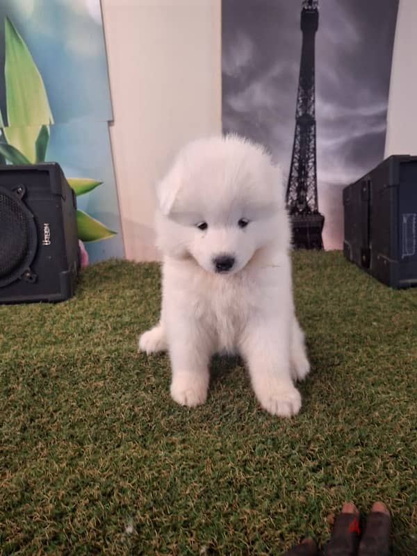 سامويدsamoyed puppies 2