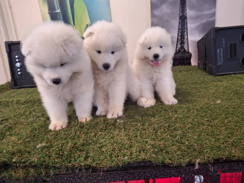 سامويدsamoyed puppies 3