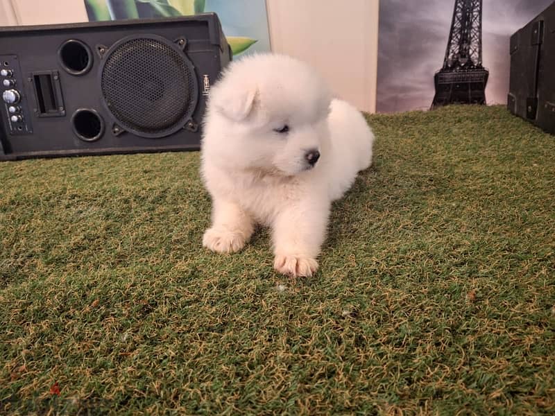 سامويدsamoyed puppies 4