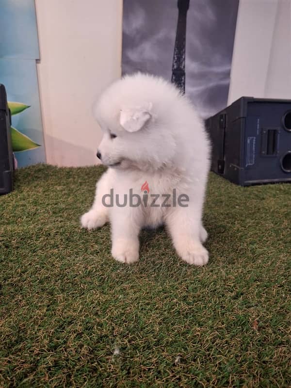 سامويدsamoyed puppies 5