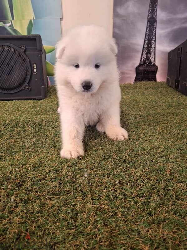 سامويدsamoyed puppies 6