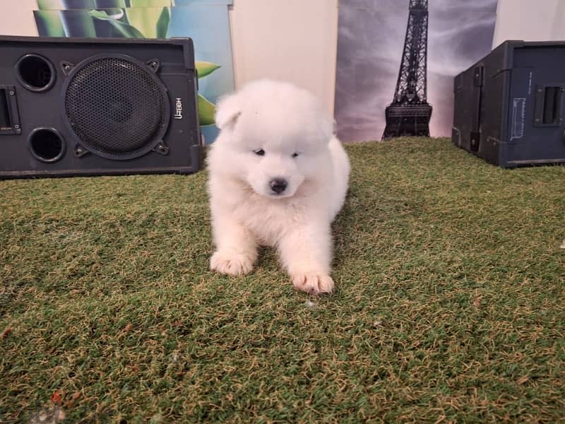 سامويدsamoyed puppies 7