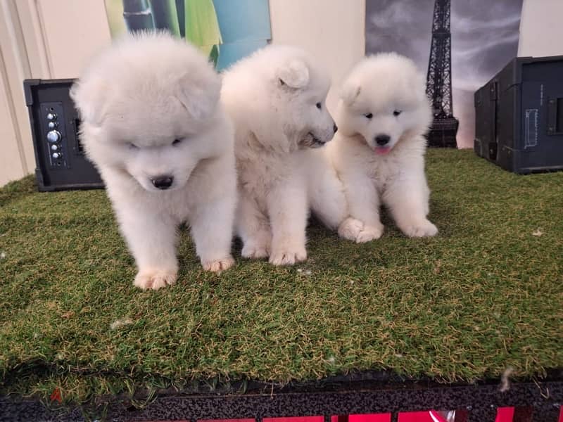 سامويدsamoyed puppies 9