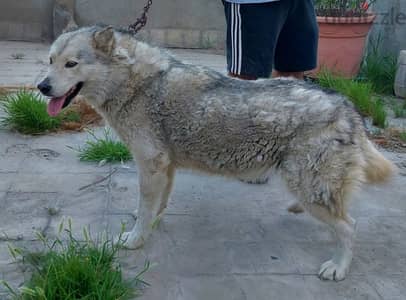 الاسكا مالموت (نتاية) مستوي ممتاز Alaskan malamute