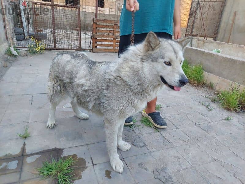 الاسكا مالموت (نتاية) مستوي ممتاز Alaskan malamute 2