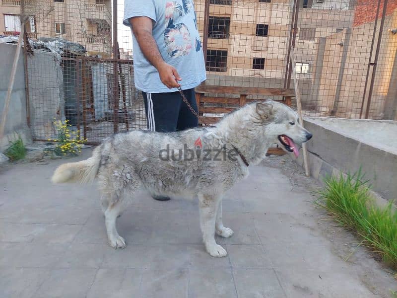 الاسكا مالموت (نتاية) مستوي ممتاز Alaskan malamute 3